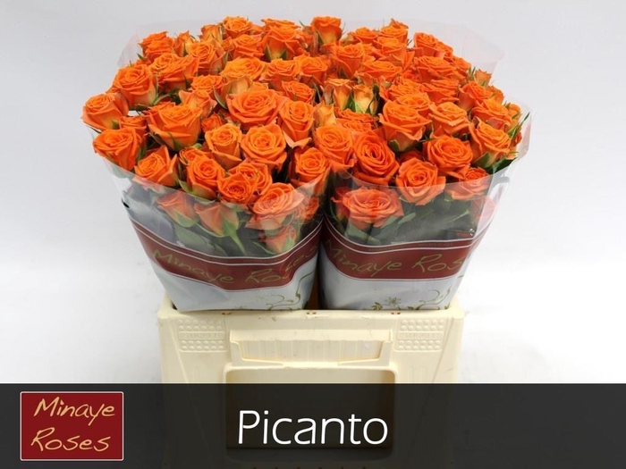 <h4>R TR PICANTO</h4>