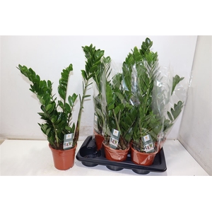 Zamio Zamiifolia