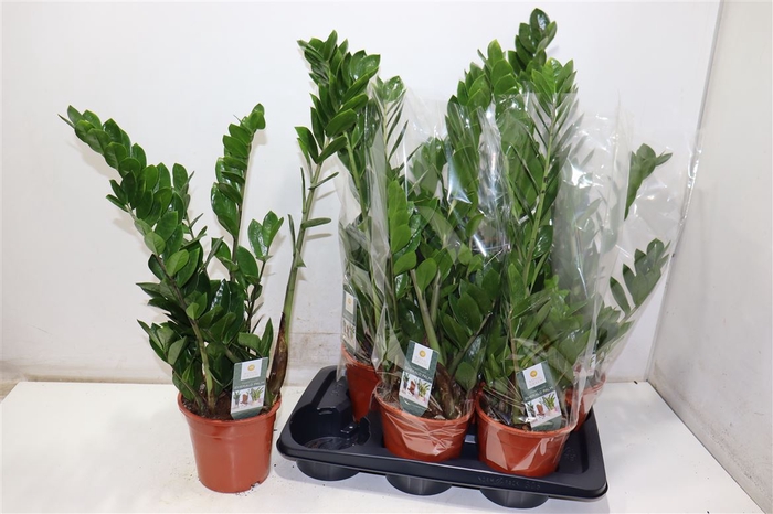 <h4>Zamio Zamiifolia</h4>