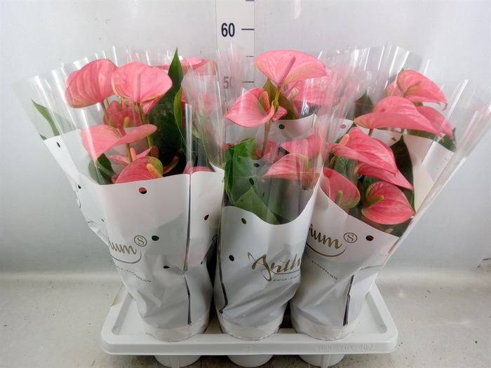 <h4>Anthurium andr. 'Pink Champion'</h4>