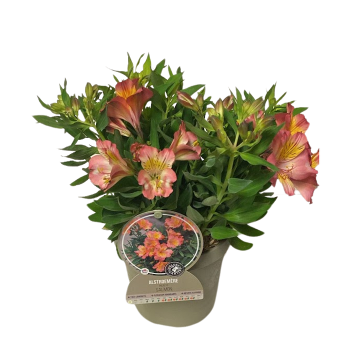 <h4>Alstroemeria Inca Collection (gemengd)</h4>