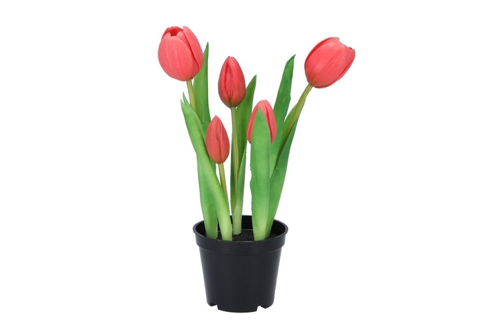 <h4>Silk Tulip In Pot 5x Fuchsia 26cm Nm</h4>