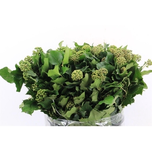 Hedera 10st 400gr P Bunch