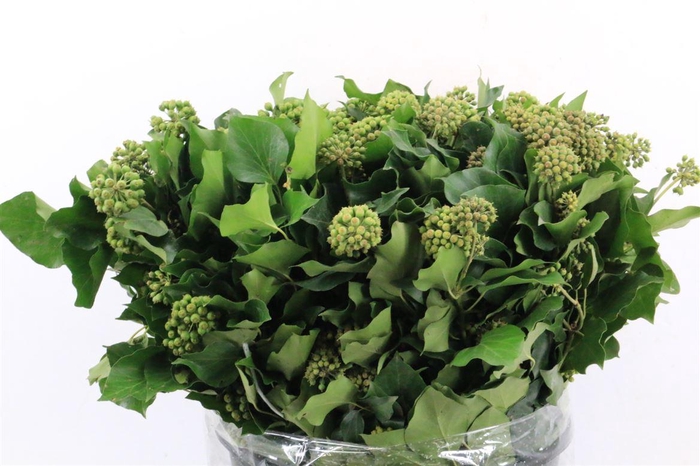 <h4>Hedera 10st 400gr P Bunch</h4>