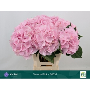 HYDRANGEA  'VERENA'