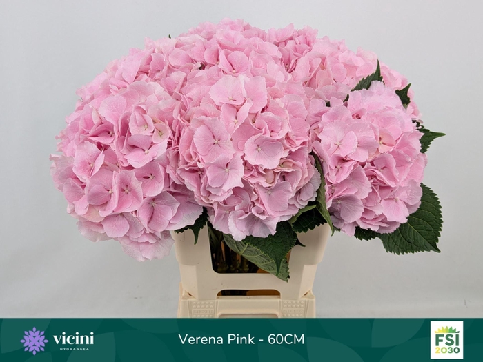 <h4>HYDRANGEA  'VERENA'</h4>