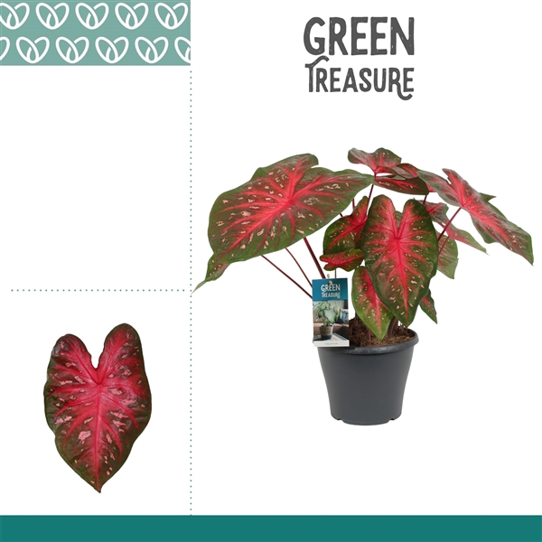 <h4>Caladium Red Flash</h4>