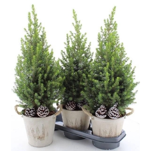 PICEA GL MAGNIFIQUE