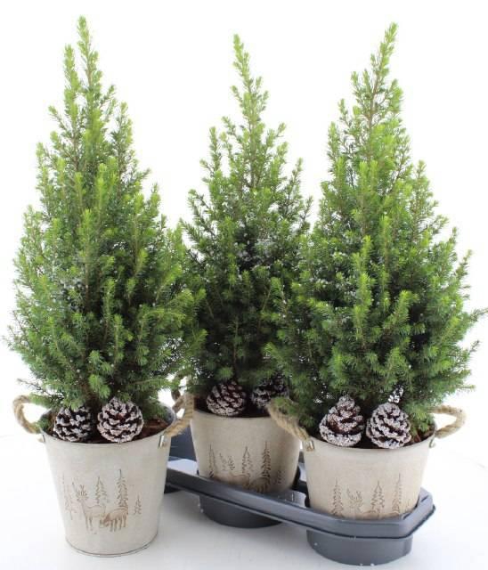 <h4>PICEA GL MAGNIFIQUE</h4>