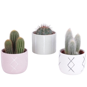 Cactus mix 10,5 cm in tuvalu pot