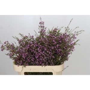 Chamelaucium Stella