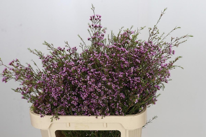 <h4>Chamelaucium Stella</h4>