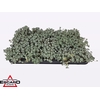 arr8 Sedum Sp Cape Blanco