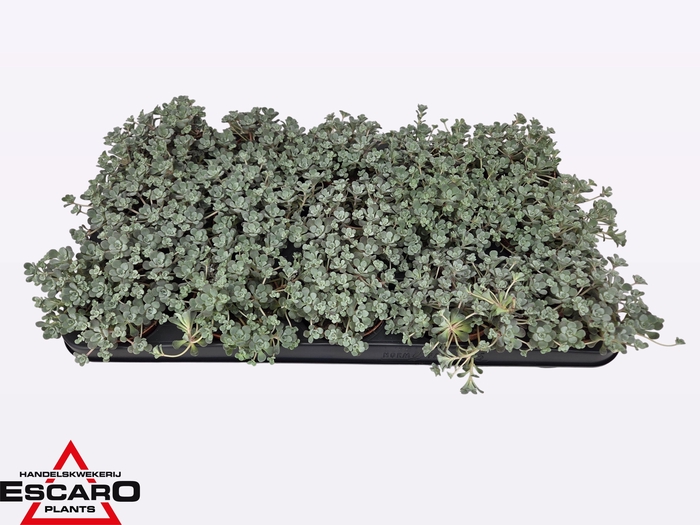 <h4>Sedum Sp Cape Blanco</h4>