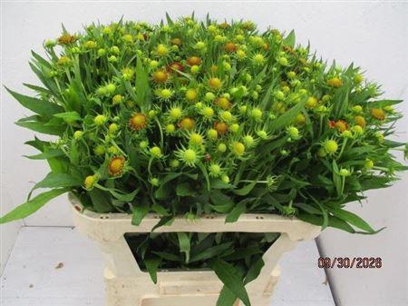 <h4>Helenium Ov Xxl Rood</h4>
