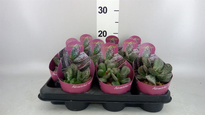 <h4>Cactus   ...</h4>