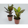 CROTON HIBRIDO VARIADO P17