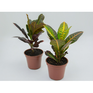 CROTON HIBRIDO VARIADO P17