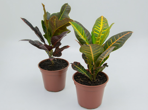 <h4>CROTON HIBRIDO VARIADO P17</h4>