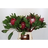 Protea Cynaroides Madiba