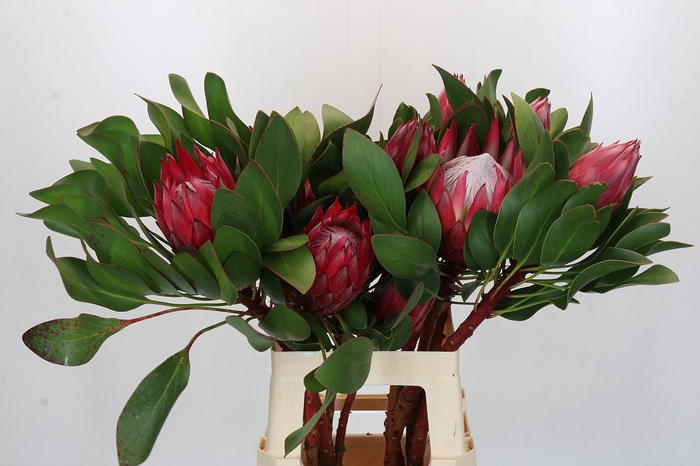 <h4>Protea Cynaroides Madiba</h4>
