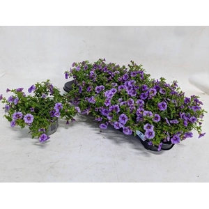 CALIB MINIF LAVENDER