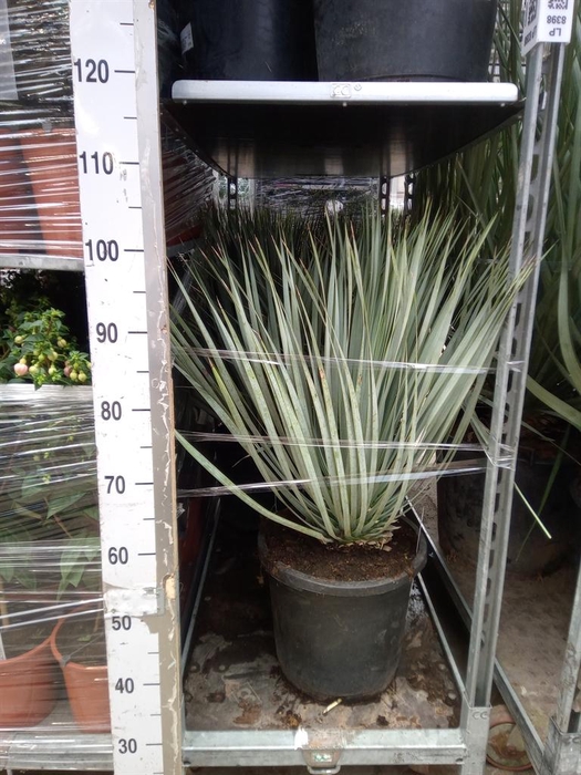 <h4>Yucca rostrata</h4>