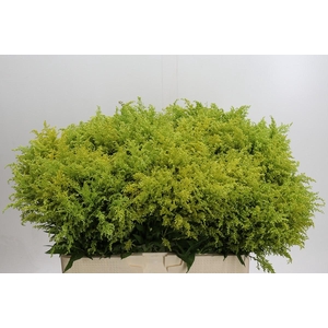 Solidago Tara Gold