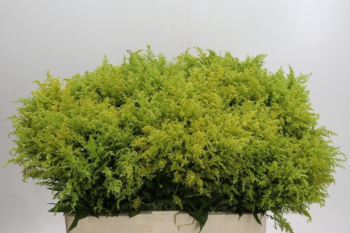 <h4>Solidago Tara Gold</h4>