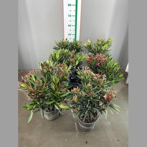NERIUM OLEANDER OV