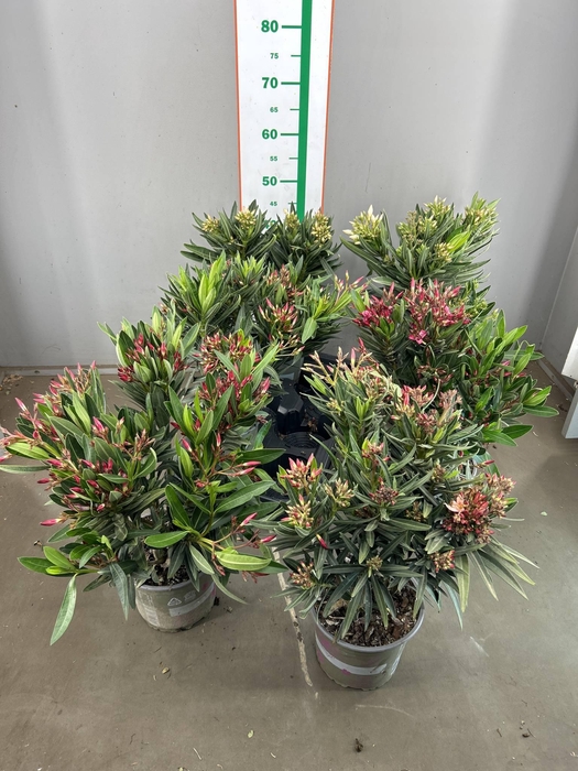 NERIUM OLEANDER OV