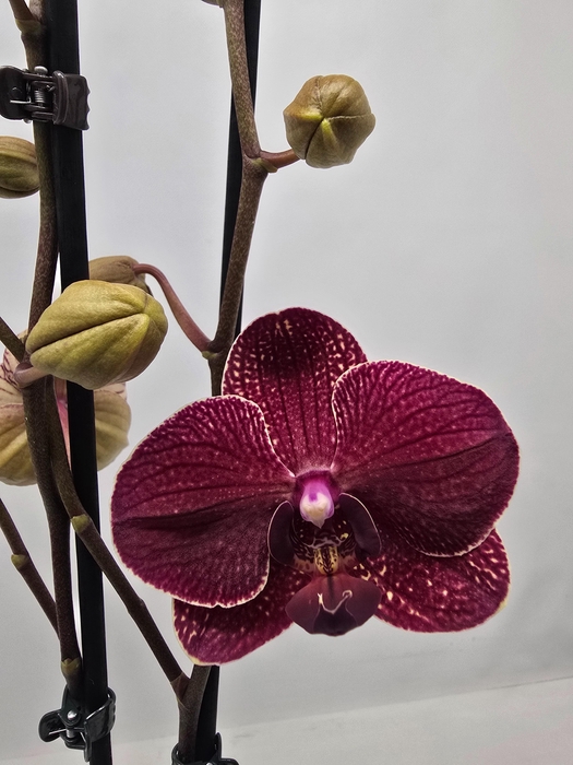 <h4>Limited 81 week 10</h4>