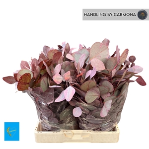 EUC POL KLB P BOS H%