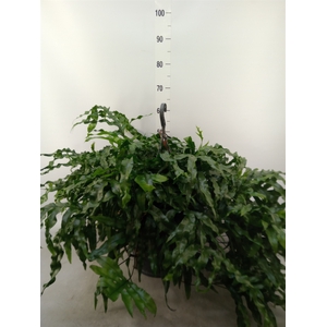 Microsorum diversifolium