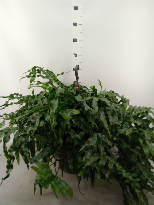 <h4>Microsorum diversifolium</h4>