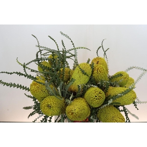Banksia Speciosa Yellow