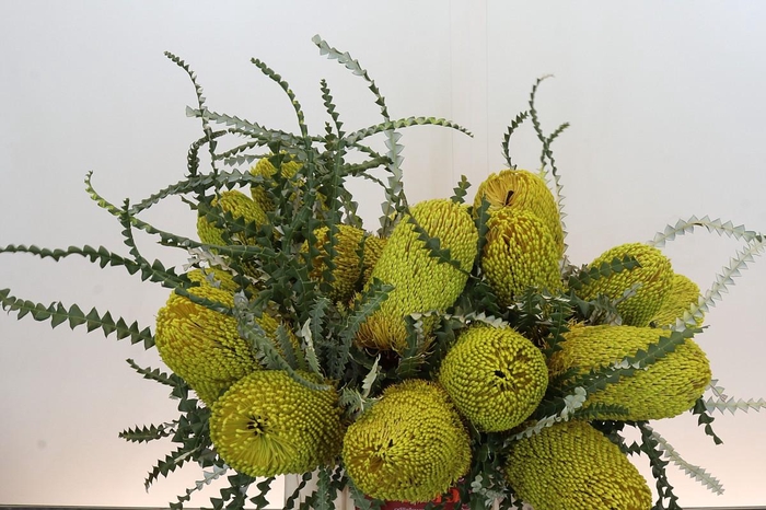 <h4>Banksia Speciosa Yellow</h4>
