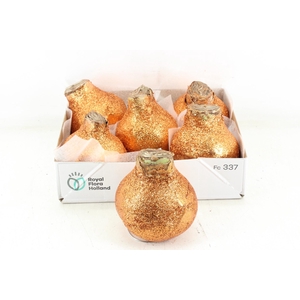 arr4 Amaryllis CM - Wax glitter koper