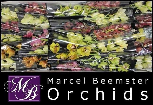 <h4>CYMB MI GEMENGD</h4>