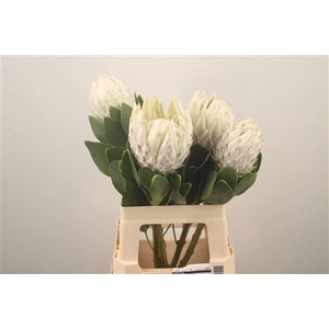 Protea Cy Arctic Ice