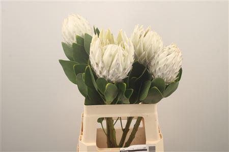 <h4>Protea Cy Arctic Ice</h4>