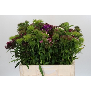 Dianthus Br Gemengd