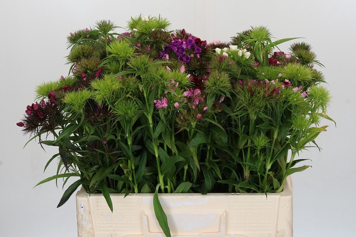Dianthus Br Gemengd