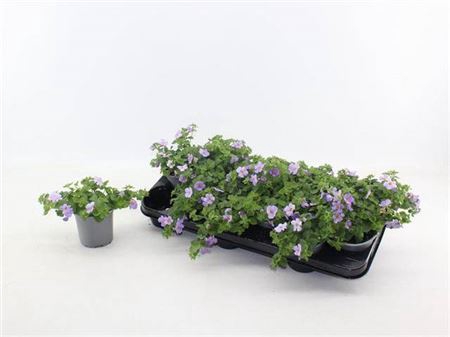 <h4>Sutera Blauw</h4>