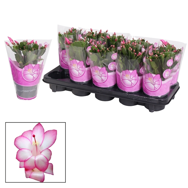 <h4>Schlumbergera - 10,5 cm - Purple (Purple Dancer)</h4>