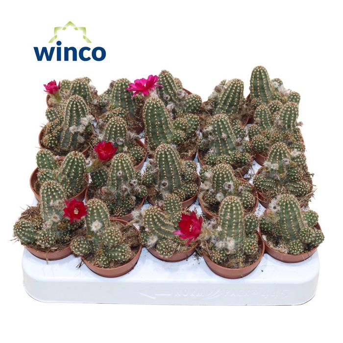 <h4>Chamaecereus Silvestrii (flowering)</h4>