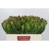 Leucadendron Goldstrike