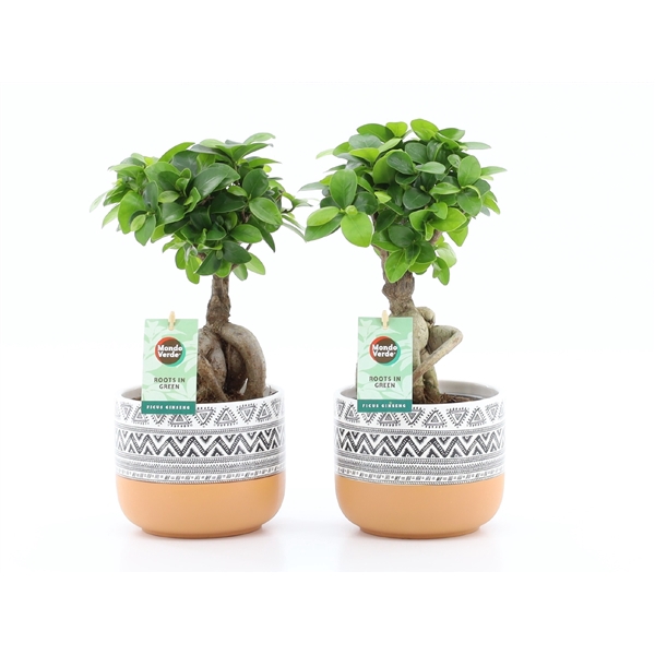 <h4>Ficus micr. Ginseng in New Azteca keramiek</h4>