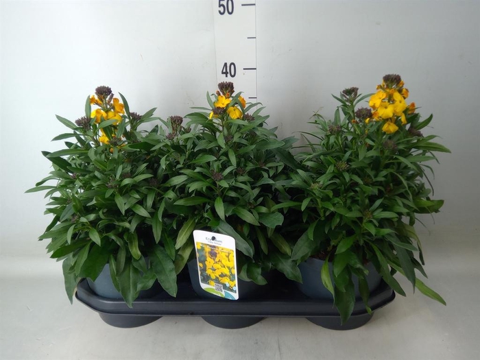 <h4>Erysimum   ...</h4>