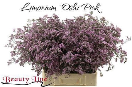 <h4>Lim Saf Oshi Pink</h4>